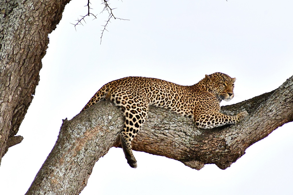 Masai Mara Nat. Reserve